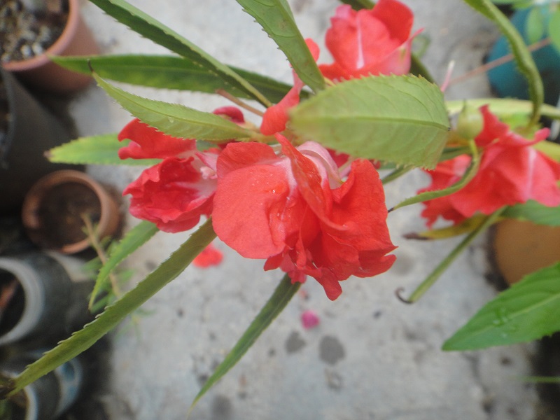 Balsam plant with red flowers