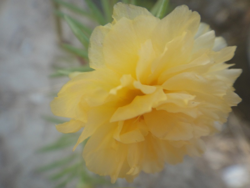 Moss rose yellow